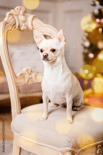 The Chihuahua dog. Christmas and New Year hollidays