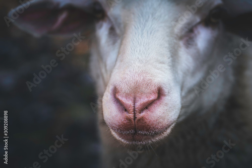 Sheep face portrait and selective focus. Red nose sheep close-up