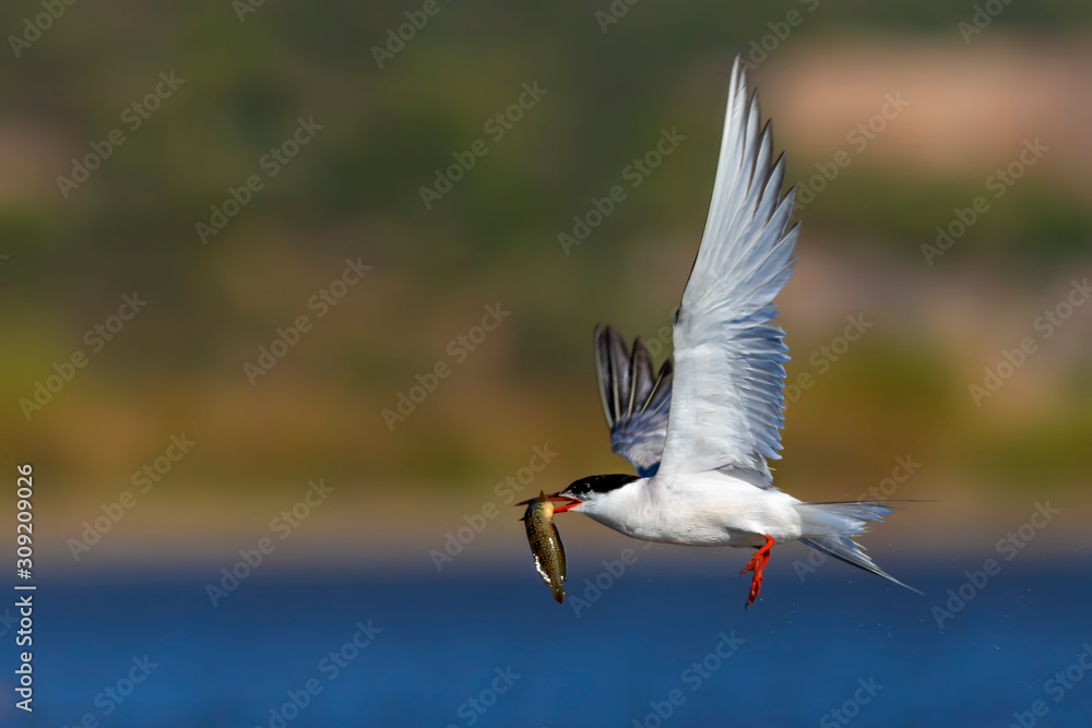 White cute birds. Tern. Blue water nature background. 
