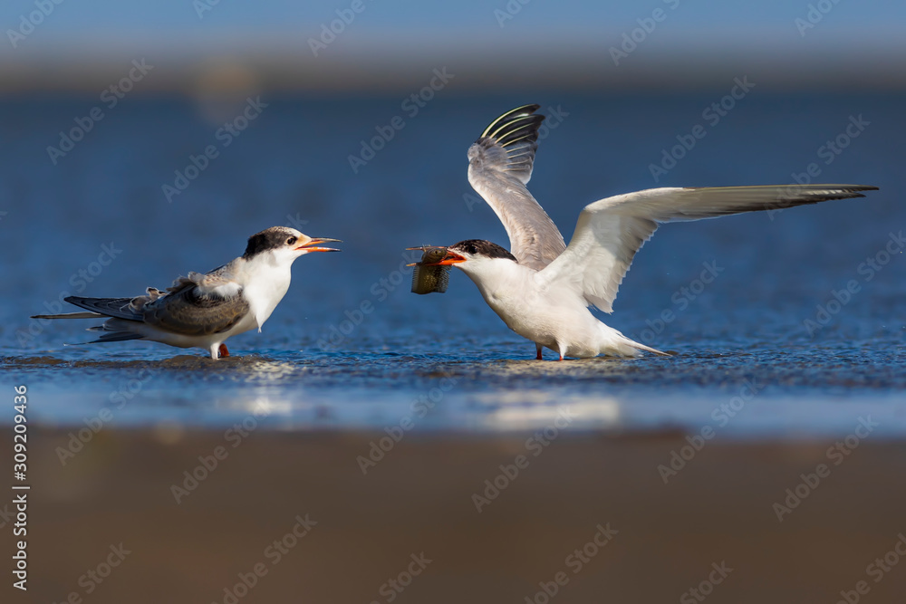 Obraz premium White cute birds. Tern. Blue water nature background.