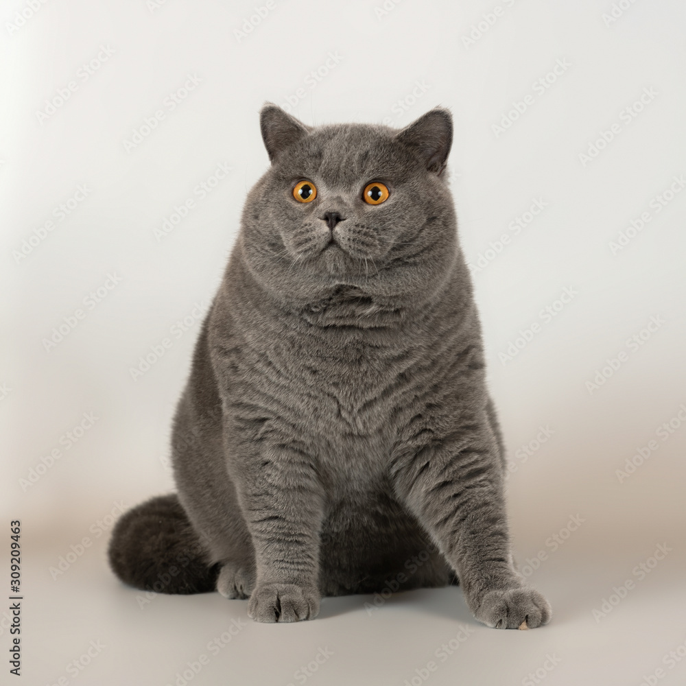 British cat on the studio background British cat on the studio background