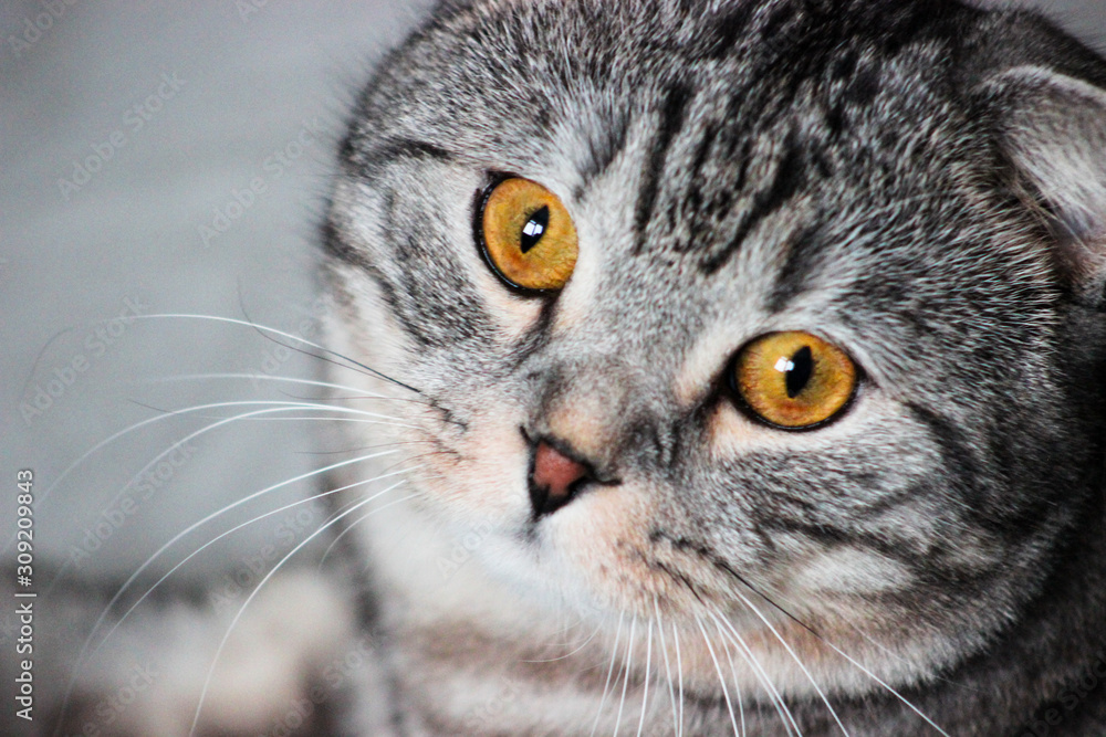 Portrait of grey scottish fold cat. Tabby  shorthair kitten. Beautiful background for wallpaper, cover, postcard. Surprised cat with big yellow wide open eyes on bright background. Isolated, closeup.