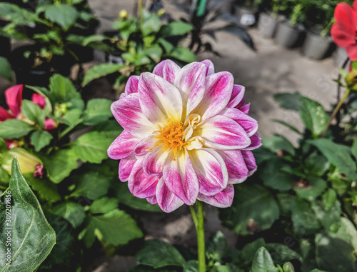  Beautiful vibrant summer blooming dahlia flowers