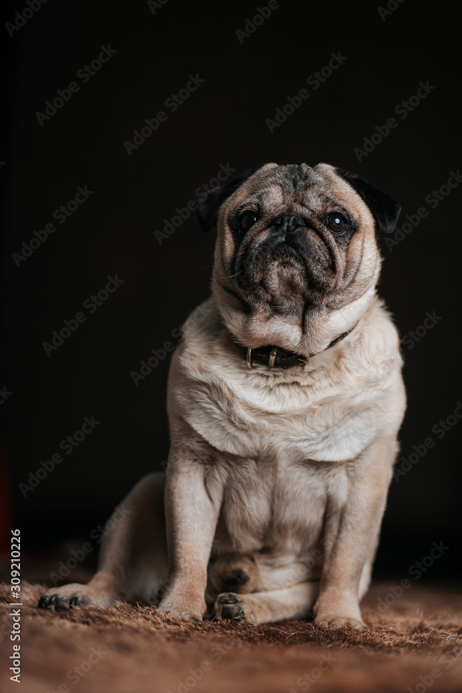 Adorable sleepy pug dog sitting on bear fur carpet and trying to sleep Adorable sleepy pug dog sitting on bear fur carpet and trying to sleep