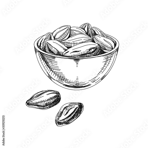 Cocoa beans freehand vector illustration