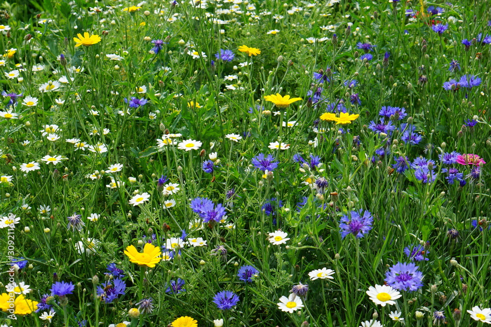 Wild cornfield mix