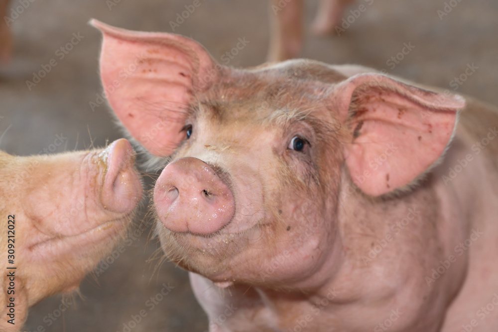 Group of pig that looks healthy in local ASEAN pig farm at livestock. The concept of standardized and clean farming without local diseases or conditions that affect pig growth or fecundity Group of pig that looks healthy in local ASEAN pig farm at livestock. The concept of standardized and clean farming without local diseases or conditions that affect pig growth or fecundity
