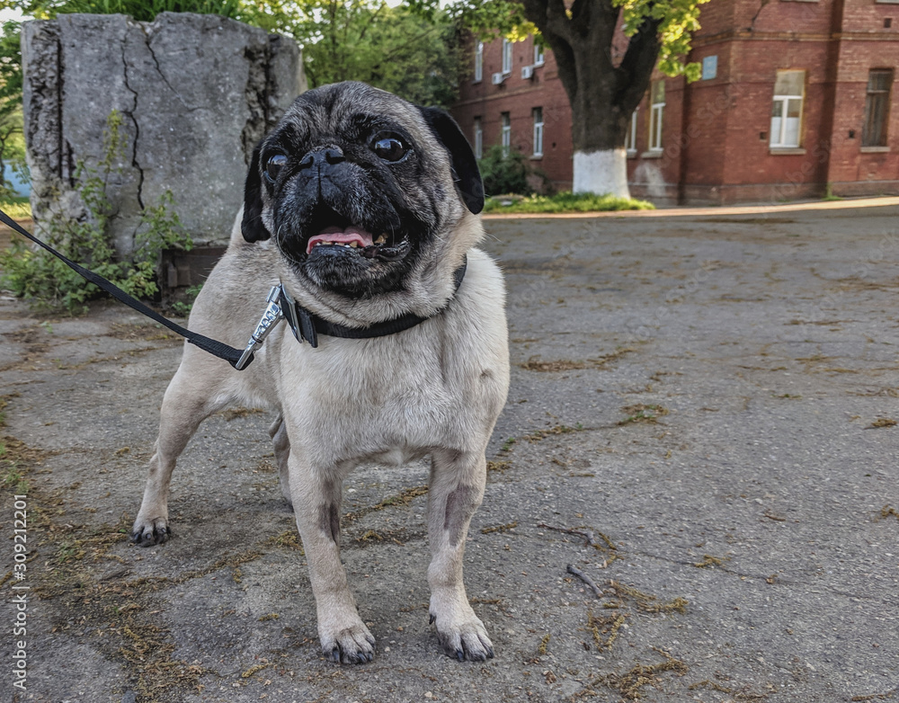 portrait of a cute pug on a walk
