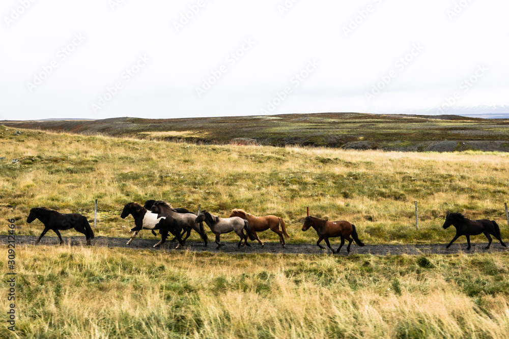 Troupeau de chevaux islandais dans une prairie