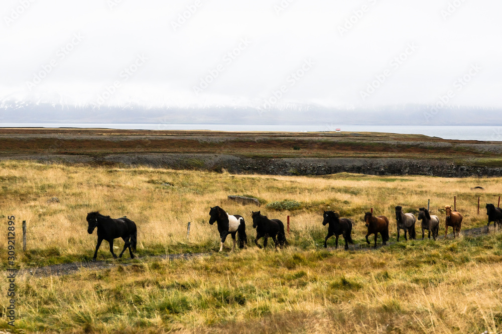 Troupeau de chevaux islandais en liberté et en ligne dans une prairie en Islande
