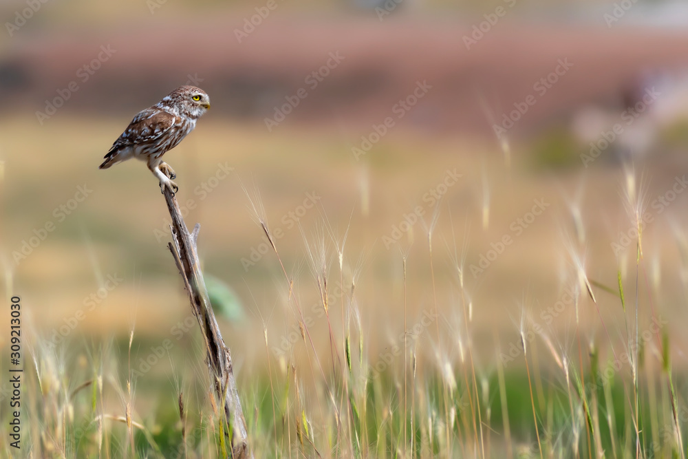 Obraz premium Cute little owl. Nature background.