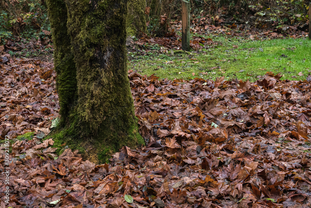 moss cocvereed tree trunk with leaf covered grass moss cocvereed tree trunk with leaf covered grass