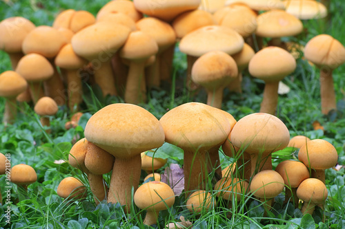 Phaeolepiota aurea, known as golden bootleg or golden cap, wild mushrooms from Finland photo