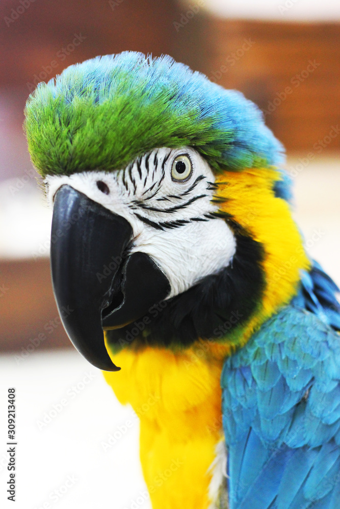 Big beautiful parrot close up. Beautiful bird