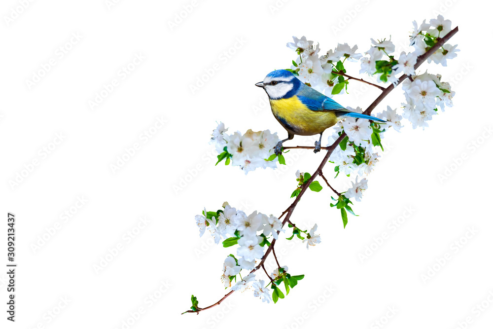 Obraz premium Spring nature and cute bird. White background. Isolated bird and branch.