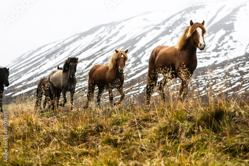 Troupeau de chevaux islandais au trot de face