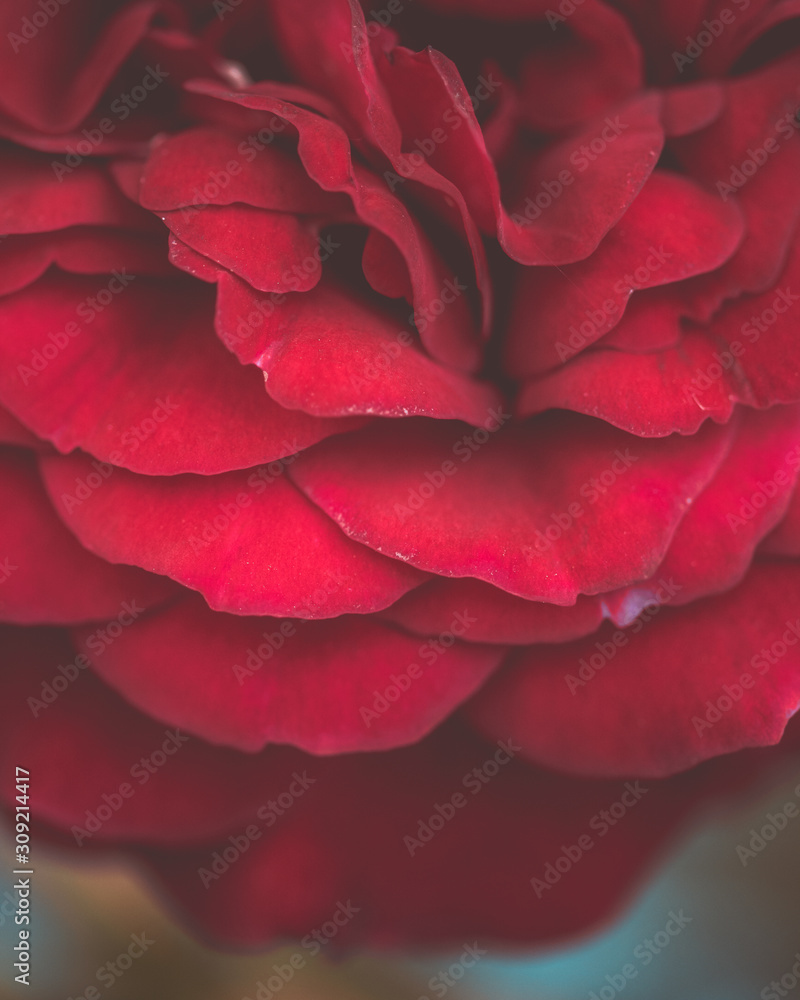 Fototapeta premium dettaglio di petali di rosa
