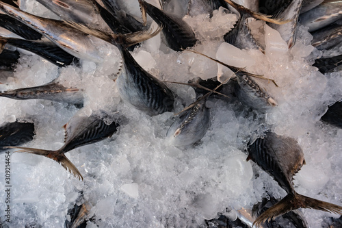 Street fish market. Fresh catch of fish in ice. Close-up.