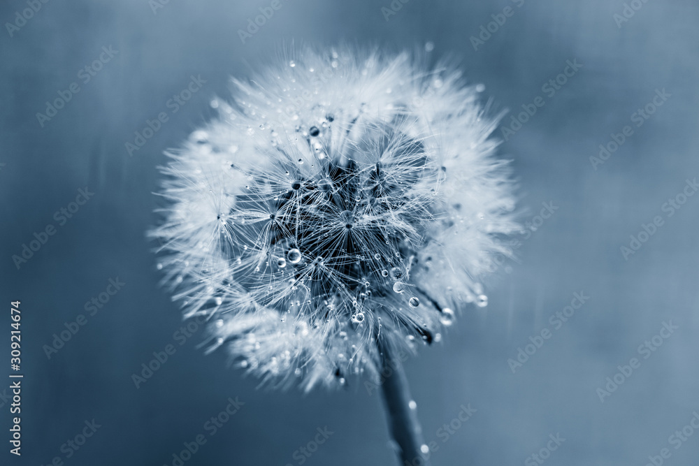 Obraz premium White fluffy dandelion in water droplets after rain in classic blue