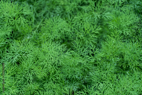  dill. fresh dill background.