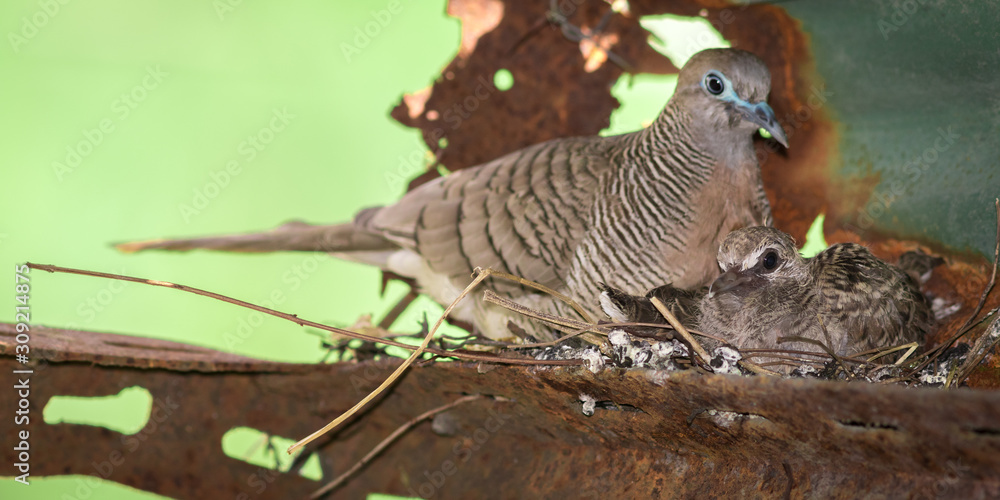 Fototapeta premium Dove's nest.