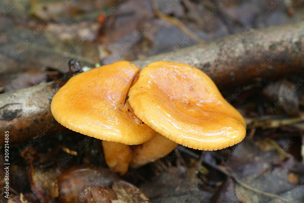 Lactarius aurantiacus, known as orange milkcap or orange milk-cap, wild edible mushroom from Finland Lactarius aurantiacus, known as orange milkcap or orange milk-cap, wild edible mushroom from Finland