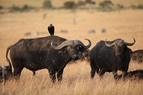 Photography Black bird resting on the back of a black buffalo on a field covered with grass