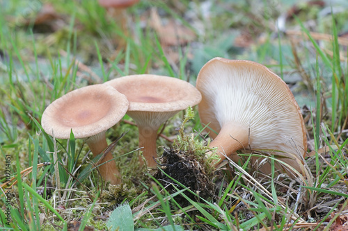 Ampulloclitocybe clavipes, known as the club-foot or club-footed clitocybe, wild mushrooms from Finland
