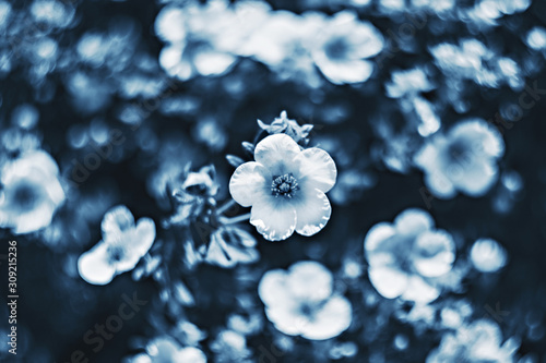 On a blurred background  a flower on a background of bokeh flowers in classic blue. Selective focus