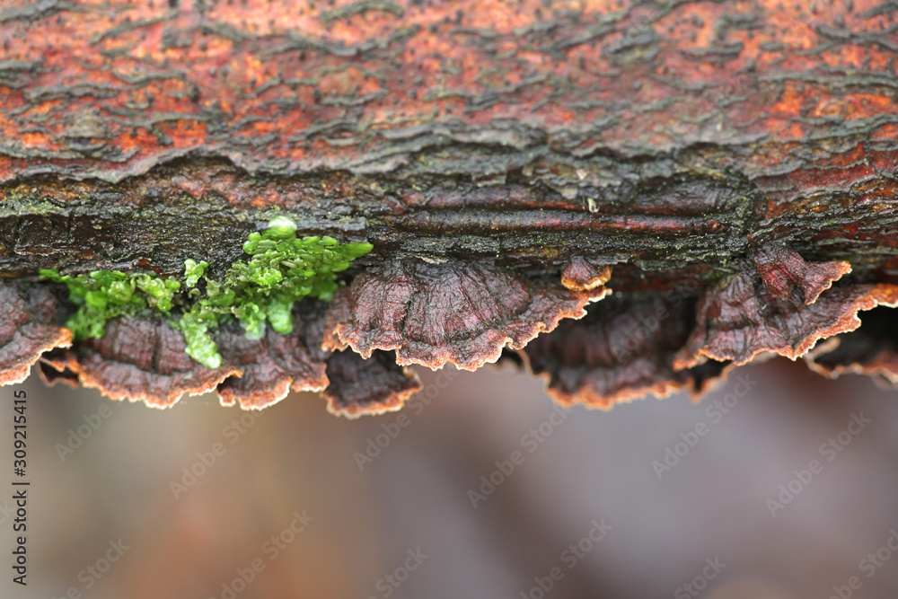 Pseudochaete tabacina, known as willow glue, crust fungus from Finland