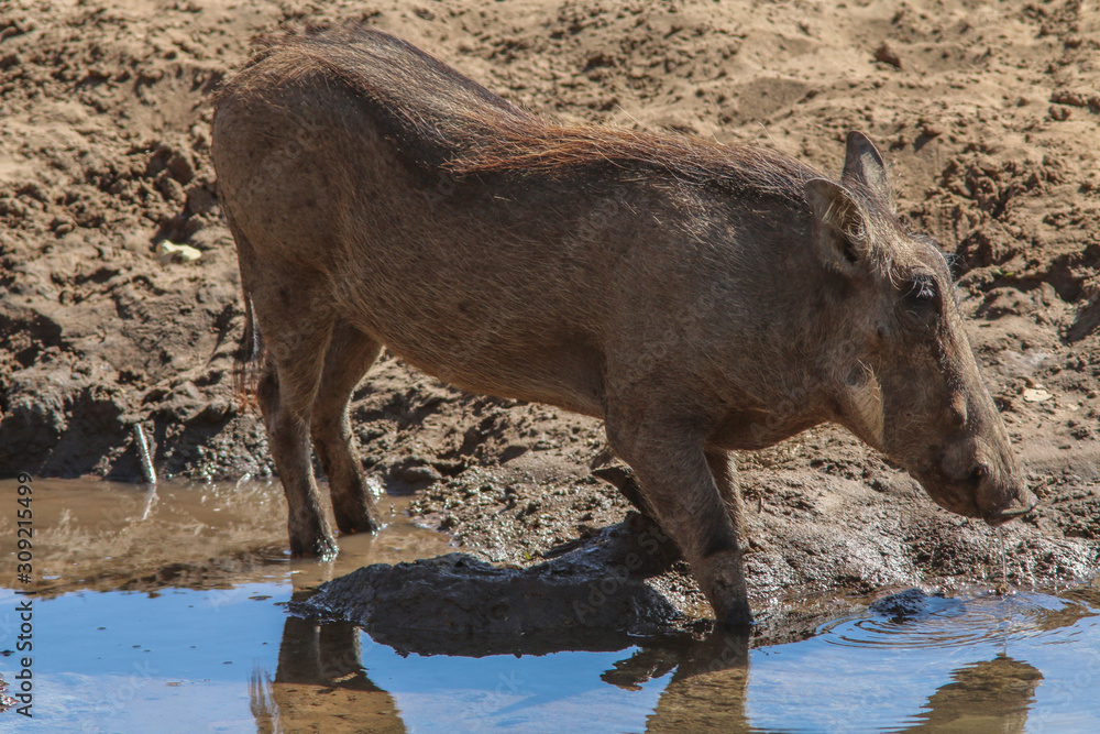 Fototapeta premium Muddy Warthog