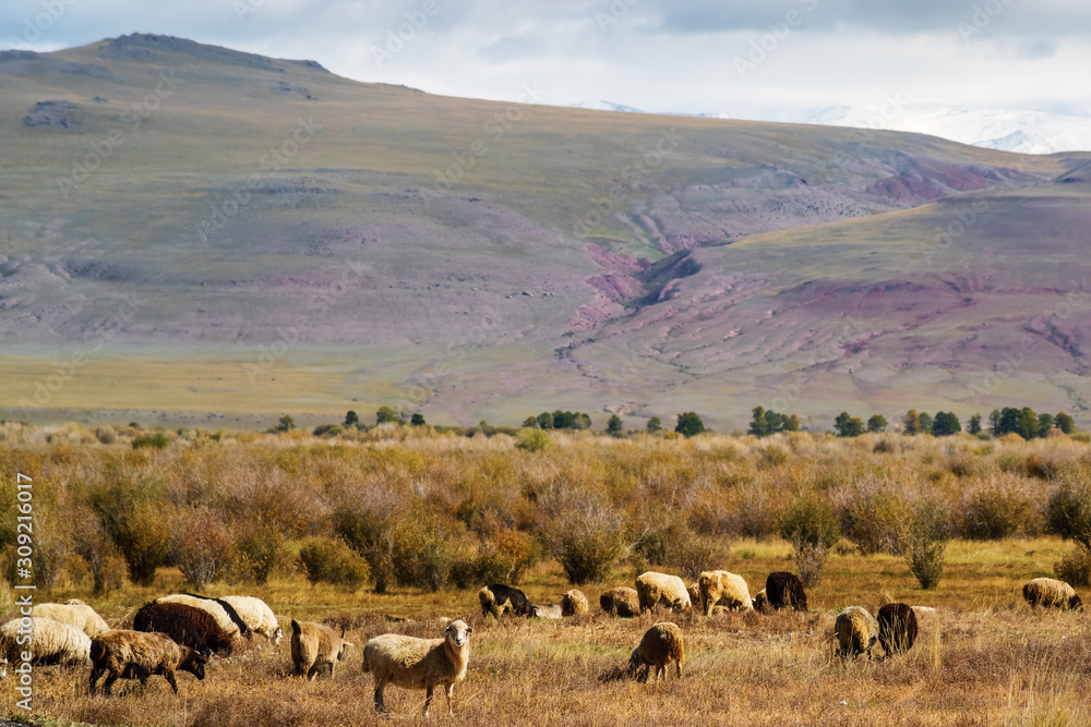 A flock of sheep grazing in the autumn Chui valley. Russia, Altai Republic A flock of sheep grazing in the autumn Chui valley. Russia, Altai Republic