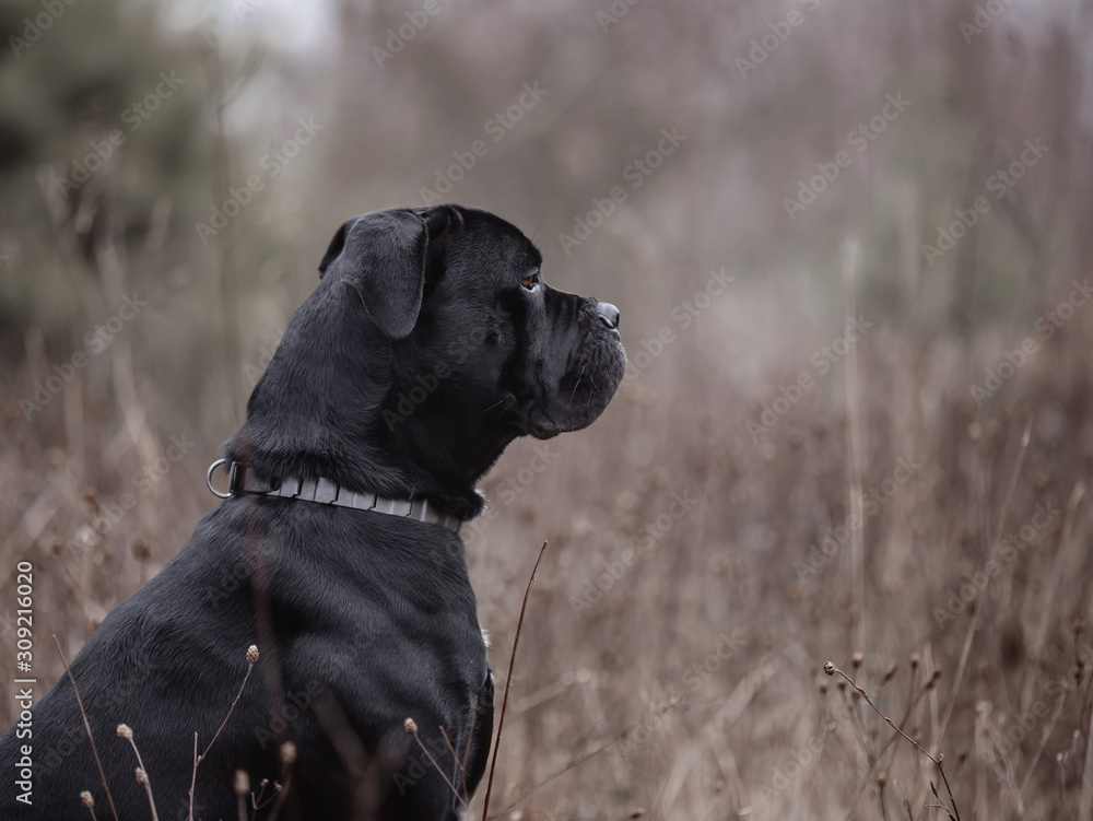 Cane Corso posing in a clearing