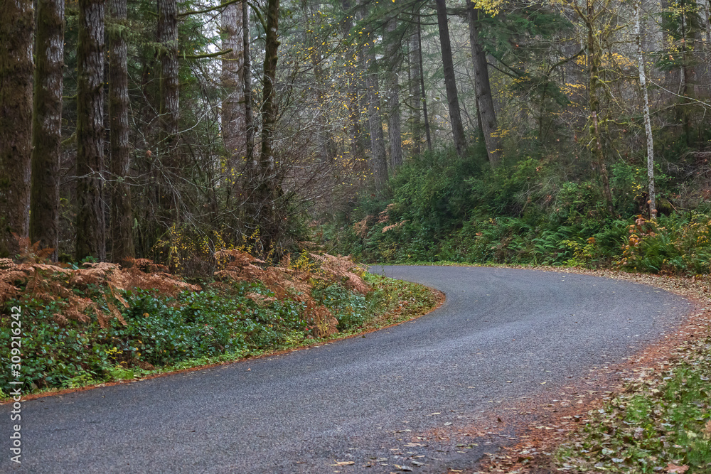 Obraz premium autumn forest with golden ferns and shrubbery along roadway