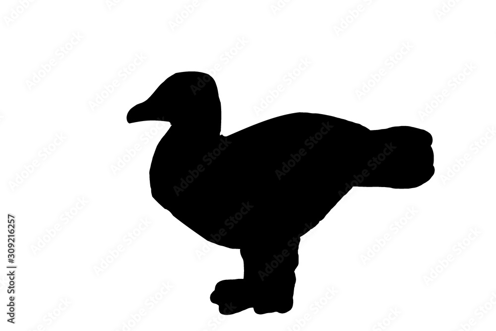 Fototapeta premium duck and ducklings