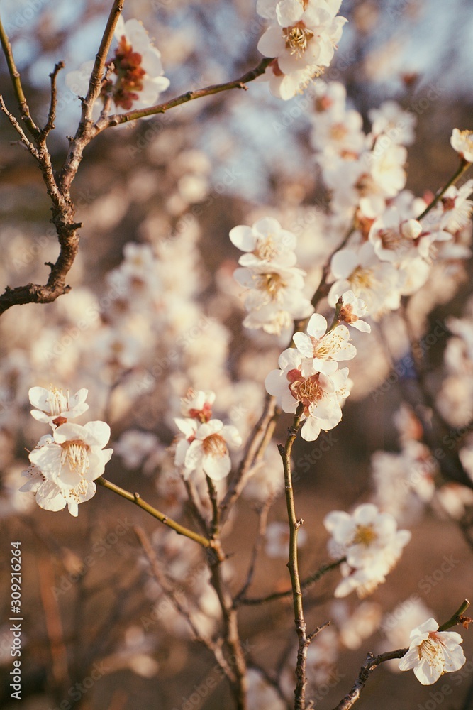 Obraz premium 夕陽に見る梅の花