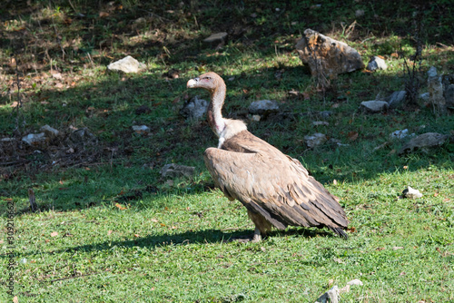 Griffon Vulture at dinner on dead sheep.