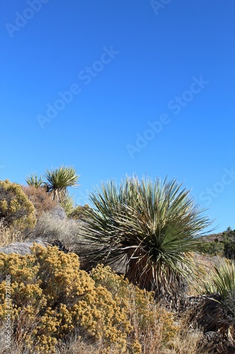 Plants in a given geographical area often form communities of specific vegetation types, such as these Southern Mojave Desert natives, near Lost Horse Mine of Joshua Tree National Park.