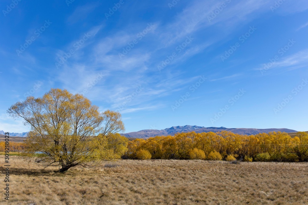 yellow trees