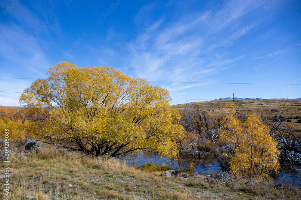 yellow trees