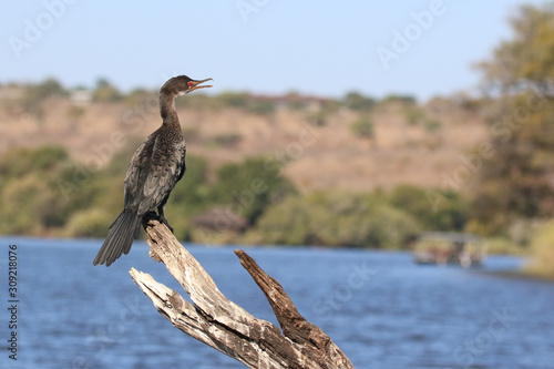 Cormorant on the Okavango