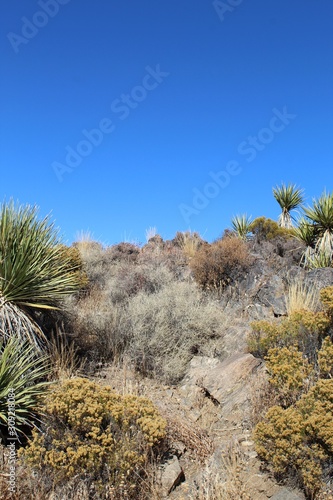 Plants in a given geographical area often form communities of specific vegetation types  such as these Southern Mojave Desert natives  near Lost Horse Mine of Joshua Tree National Park.