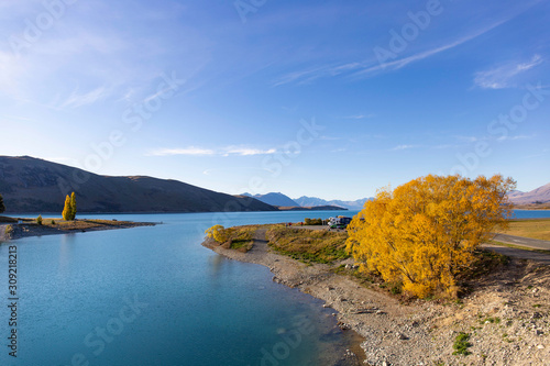 yellow trees