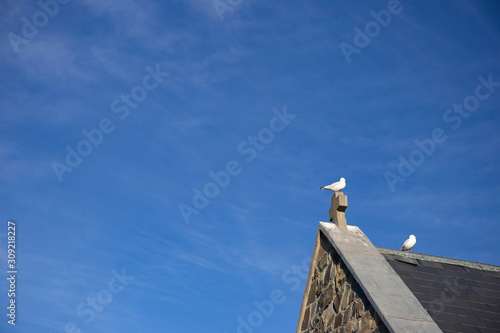 bird and church