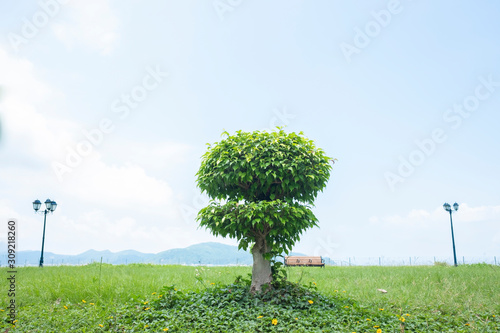 little tree to be grow
