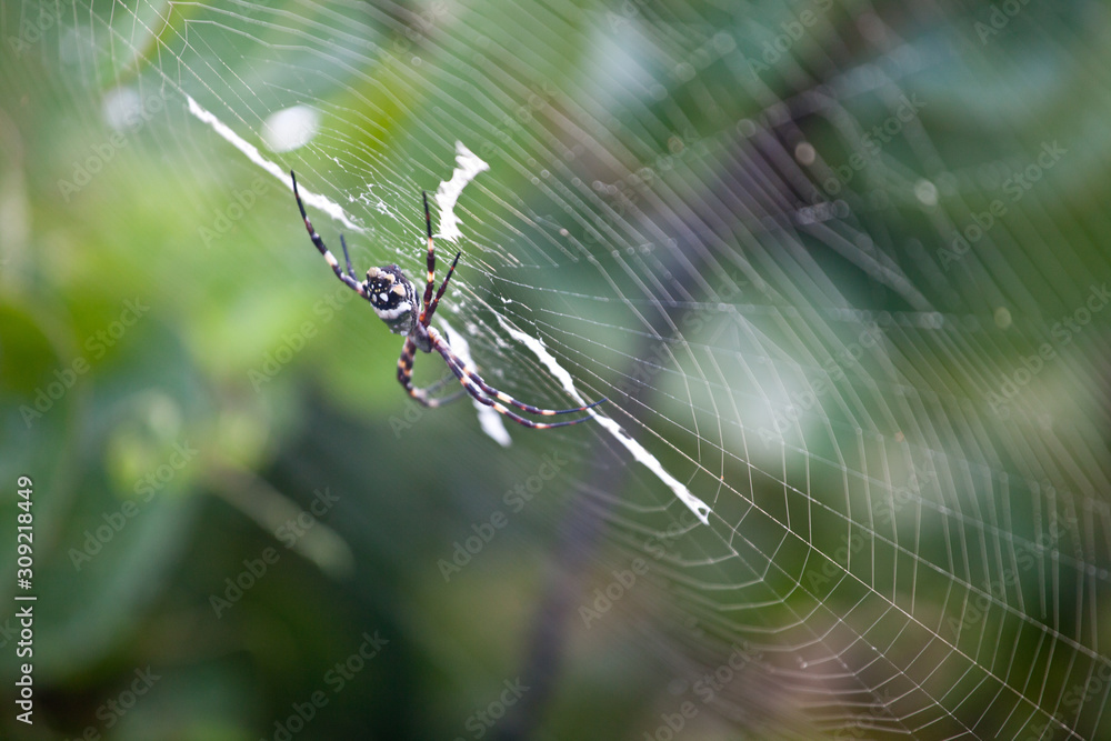 Silver garden spider (argiope argentata, common name Silver Argiope) orb weaver spider in a spider web Silver garden spider (argiope argentata, common name Silver Argiope) orb weaver spider in a spider web