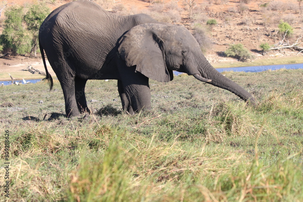 Fototapeta premium Bull elephant