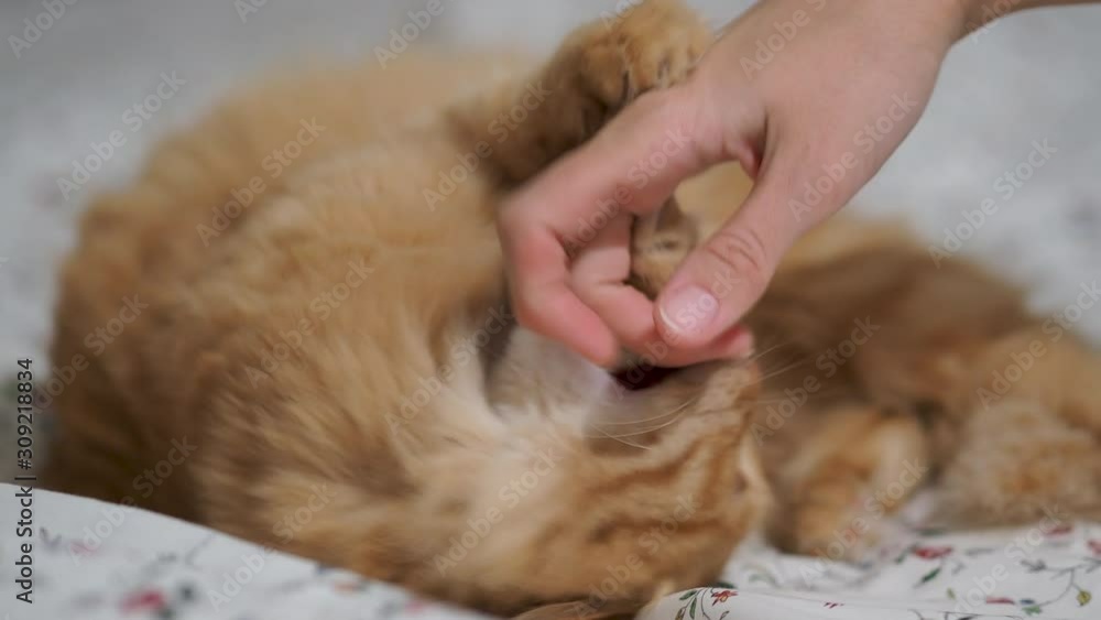 Man playing with cute ginger cat on bed. Fluffy pet biting woman's hand. Man playing with cute ginger cat on bed. Fluffy pet biting woman's hand.