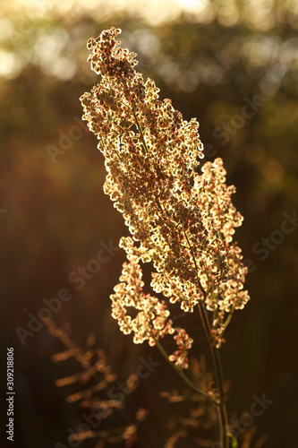 Dry inflorescence of Rumex confertus at sunset, some flowers in focus, some are not photo