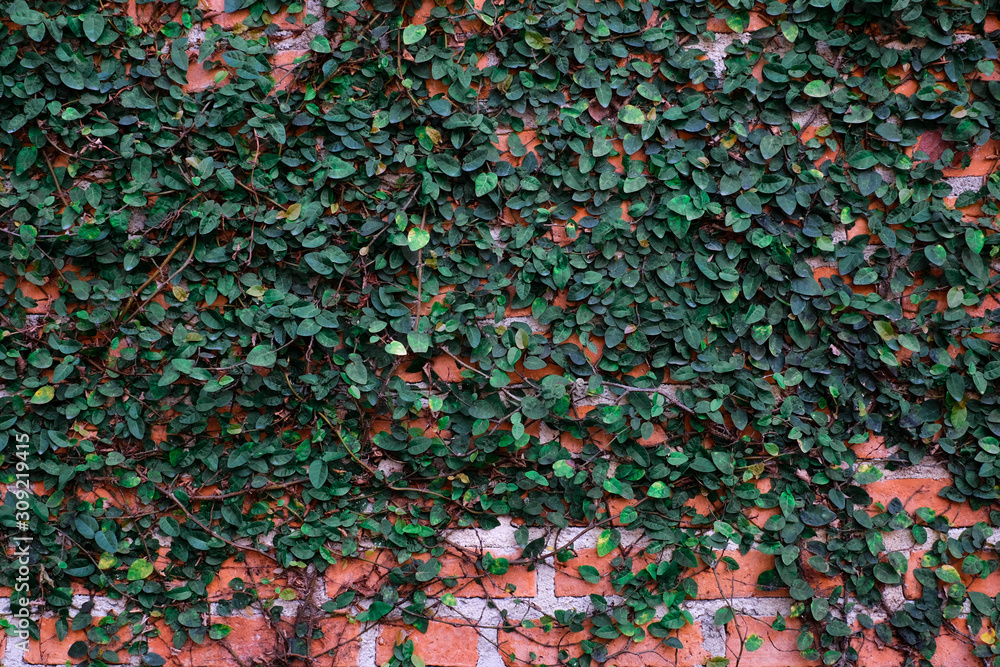 Green plant on red brick wall